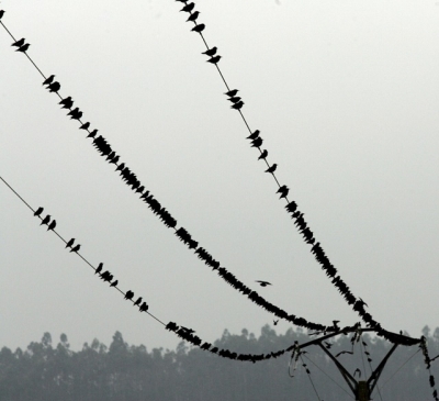 Un millón de aves mueren electrocutadas cada año