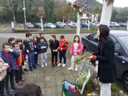 Plantando esquejes en Betanzos