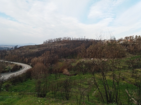 Los incendios forestales en la memoria