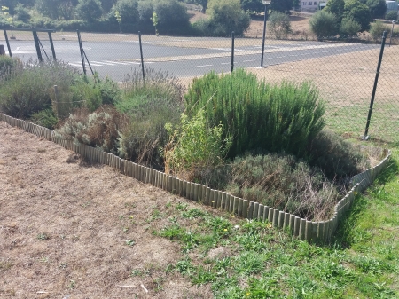 Un xardín de aromáticas