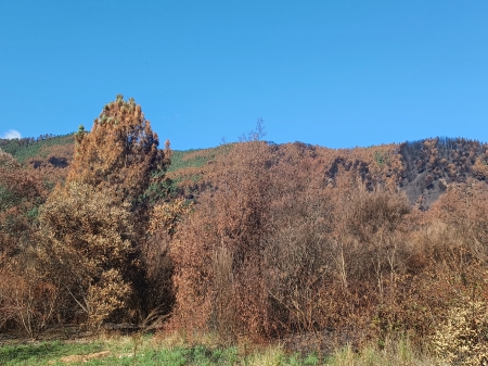 El incendio de Ribas de Sil