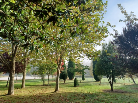 Un arboreto muy especial