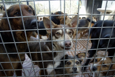 Día Internacional da Protección dos Animais