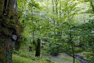 Día Internacional dos Bosques