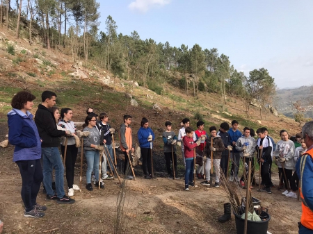 Reforestando en Coles