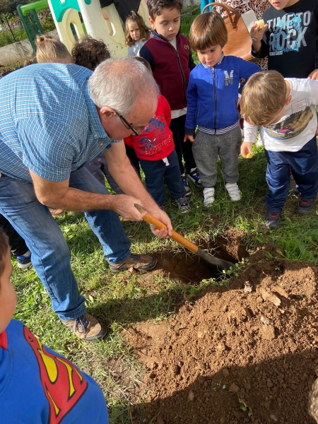 Plantando un limonero