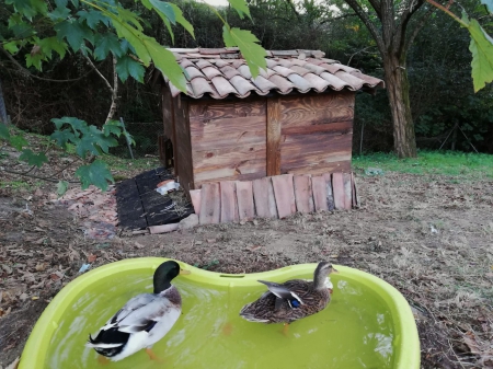 ¡Patos en el Albino Núñez!