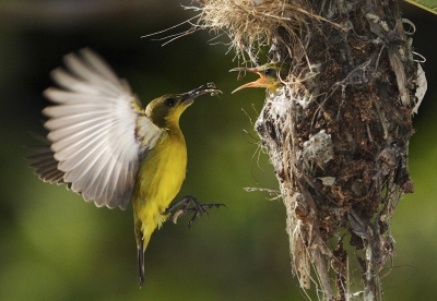 Día Mundial de las Aves Migratorias