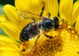 Día Mundial de las Abejas