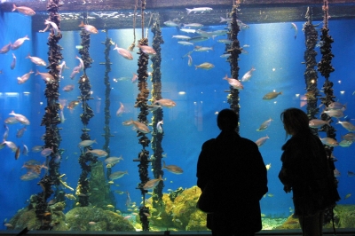 O Aquarium Finisterrae da Coruña ofrece visitas e actividades didácticas aos centros Voz Natura