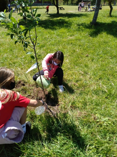 Plantando frutales