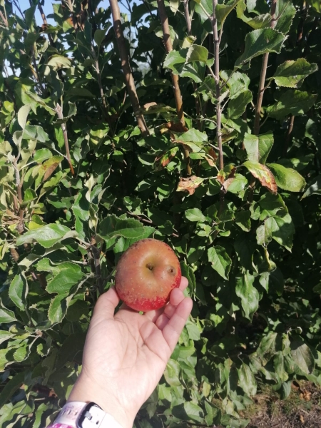 Olivas y manzanas