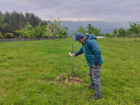 Reforestando 