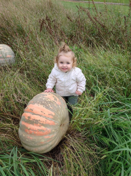 Recogiendo calabazas