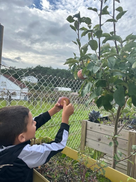 Un trabajo sobre las manzanas