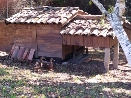 Patos en el CEIP Albino Núñez