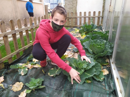 Comparando plantaciones